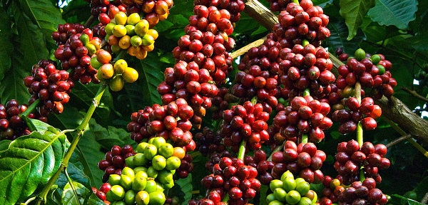 NHỮNG VÙNG TRỒNG CÀ PHÊ NỔI TIẾNG TẠI VIỆT NAM